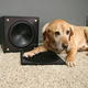 Illustration for article titled Pet-Proof Your AV Gear For Fun and Profit